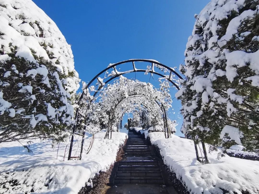 雪落玉龙，三冬含暖。